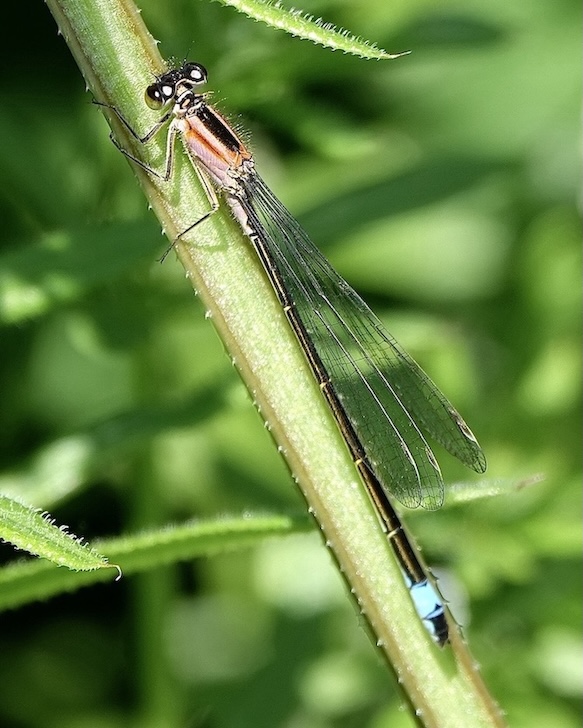blue-tailed damselfly